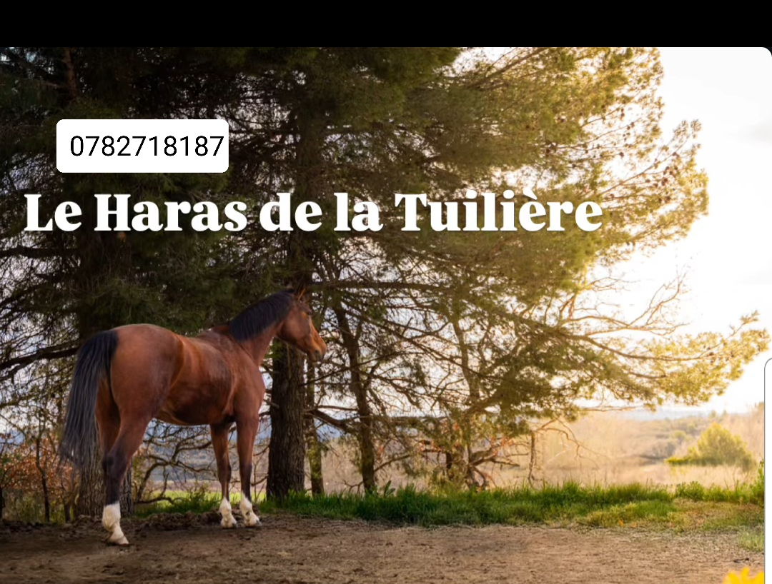 entdecken sie luxburg reitsport 2025 – ihr spezialist für hochwertige reitsportausrüstung, exklusive veranstaltungen und innovationen im pferdesport. bleiben sie auf dem neuesten stand rund um reiten, turniere und top-marken.